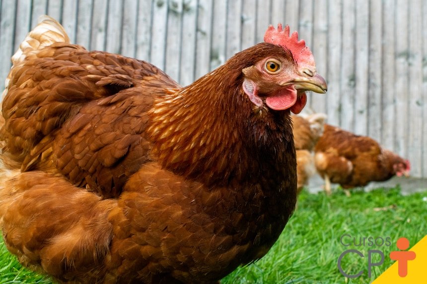 frangos-de-corte-recomendacoes-em-microelementos-e-vitaminas-cpt