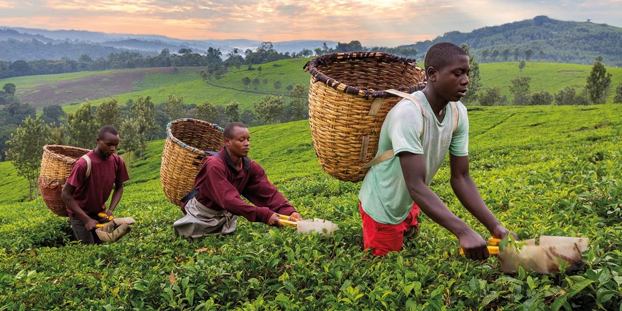 Agriculture-Africa_Site