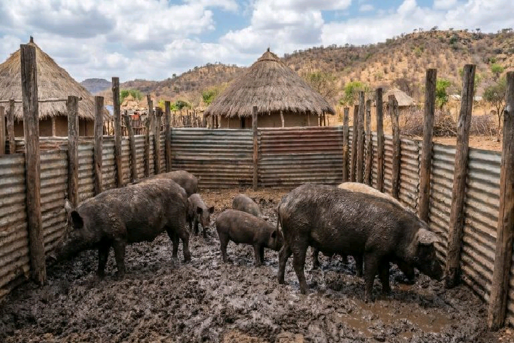 img142705_vozafricano.com