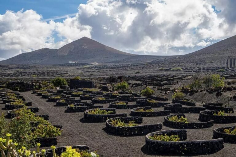 vino-canarias_Easy-Resize.com-1