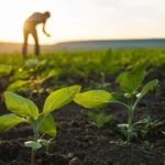 Agricultura-regenerativa-715x402_Easy-Resize.com_