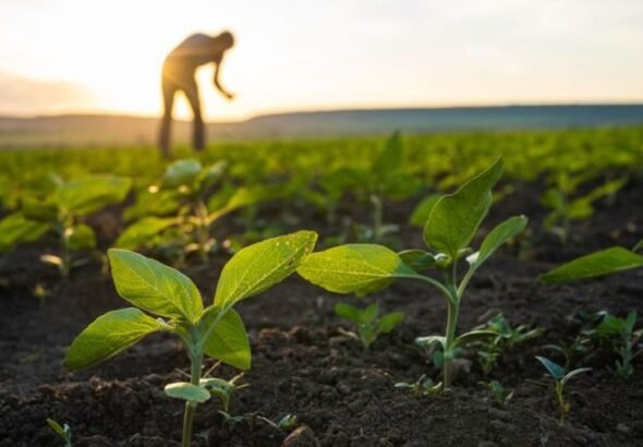 Agricultura-regenerativa-715x402_Easy-Resize.com_