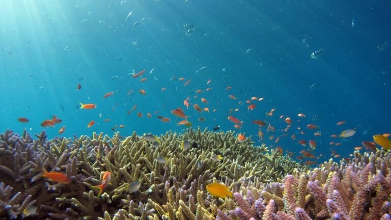 Biodiversidade-Marinha_Easy-Resize.com-1