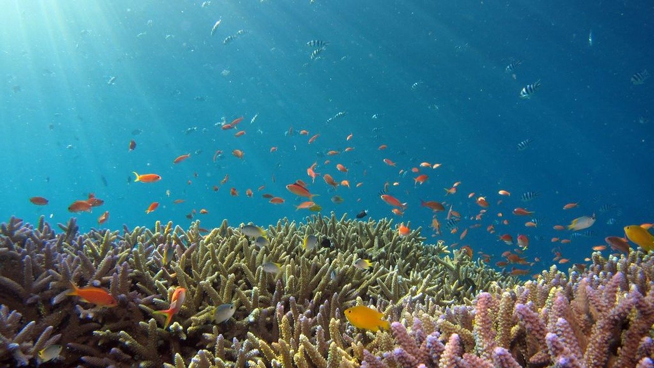 Biodiversidade-Marinha_Easy-Resize.com-1