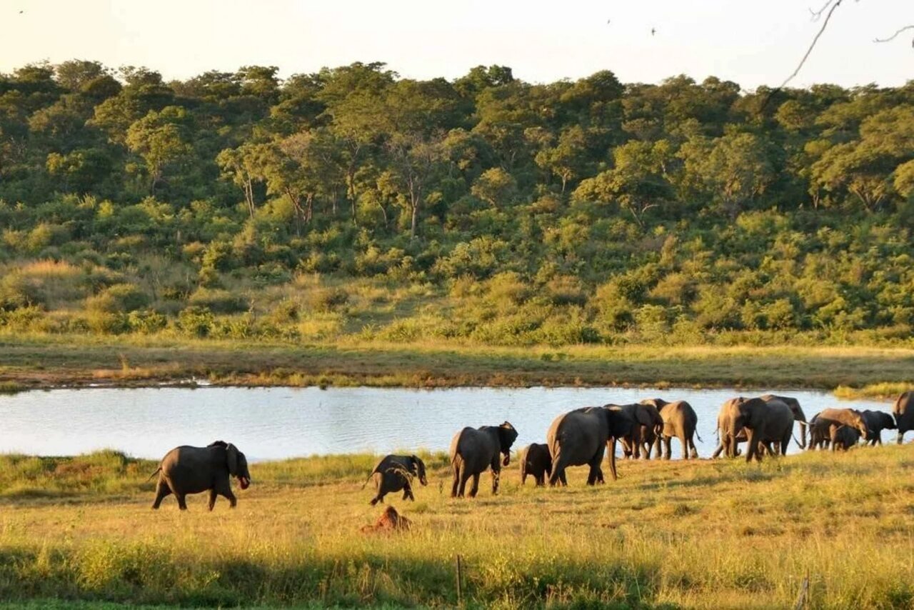 Parque-Nacional-de-Hwange-Zimbabue_Easy-Resize.com_