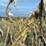 SECA-agricultura_Easy-Resize.com_