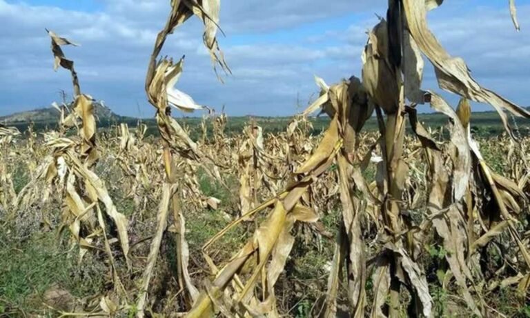 SECA-agricultura_Easy-Resize.com_